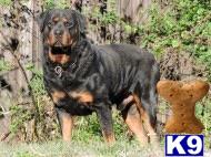 Rottweiler puppy for sale